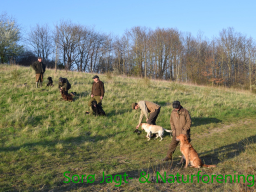 Hundetræning forår 2015